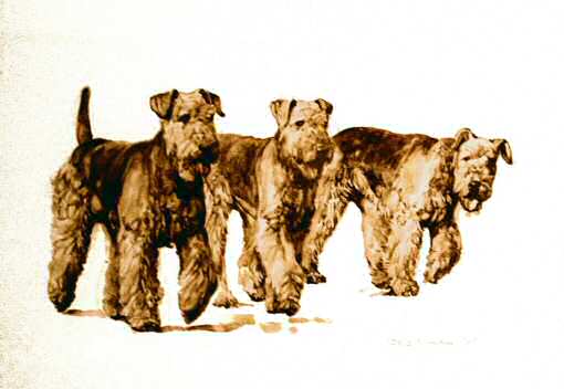 Airedale Terriers Sepia Watercolor - "Three in a Row" by British artist Roger Inman
