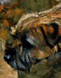Closeup of Border Terrier Head