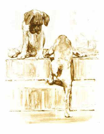 ""Solo Attempt" Boxer Pups Limited Edition Print by Roger Inman