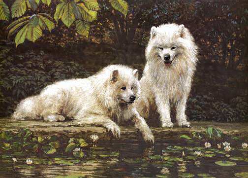"Samoyeds By A Pond" Samoyed Limited Edition Print by Roger Inman 