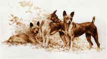 "Basenji Study 1" Limited Edition Print by Roger Inman