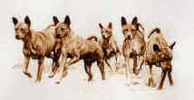 "Basenji Study 2" Limited Edition Print by Roger Inman