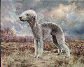 "A Scent of the Air" Bedlington Terrier Limited Edition Print by Roger Inman