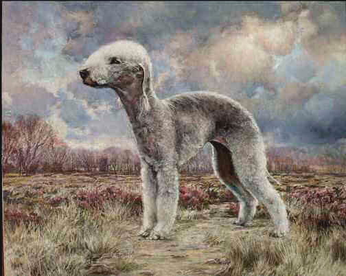 "A Scent of the Air" Bedlington Terrier Limited Edition Limited Edition Print by Roger Inman