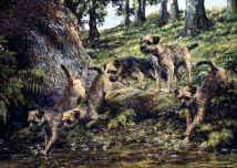 "Across the Rill" Border Terrier Fine Art Limited Edition Print by Roger Inman by Roger Inman
