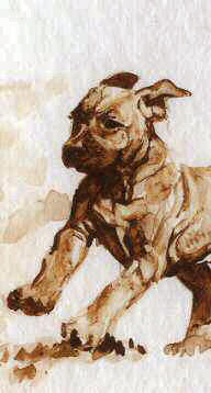 Rhodesian Ridgeback Pups - The Latecomer - Closeup