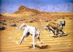 "Hot Pursuit" Saluki Fine Art Limited Edition Print by Roger Inman