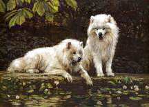 "By A Pond" Samoyed Fine Art Limited Edition Print by Roger Inman  