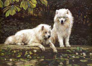 "By A Pond" Samoyed Fine Art Limited Edition Print by Roger Inman