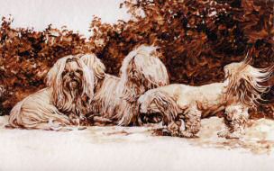 "Curiosity" Shih Tzu Limited Edition Print by Roger Inman