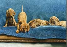 "Reveille" Vizsla Pups Fine Art Limited Edition Print by British Artist Roger Inman